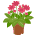 花の鉢植え